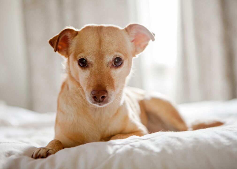 #37. Chihuahua
